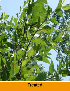 Merivon® | Farming and Crop Protection